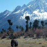 Manaslu Circuit