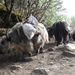 Mount Everest Trek